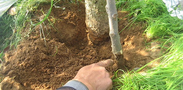 高温多雨季节果树根部病害防治