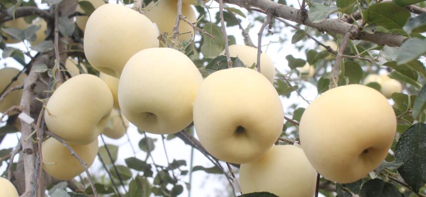 有效预防苹果缺钙苦痘病 花后应用＂超钙硼＂至关重要
