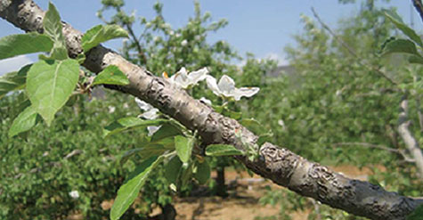 果树枝干“锰中毒”的特效解决措施