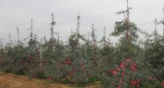 神富一号(烟富8)苹果苗木栽植11个步骤