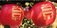 2017年套袋苹果园优质丰产病虫害防治历