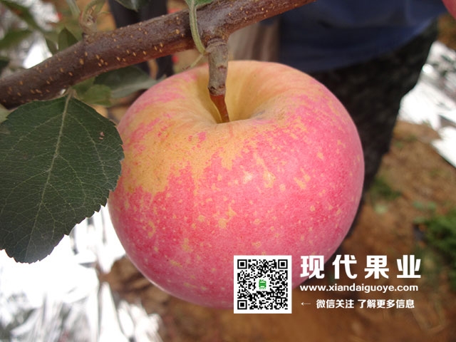 神富一号,烟富8,苹果品种,脱毒苹果苗,矮化苹果苗,苹果新品种,果树新品种,懒富