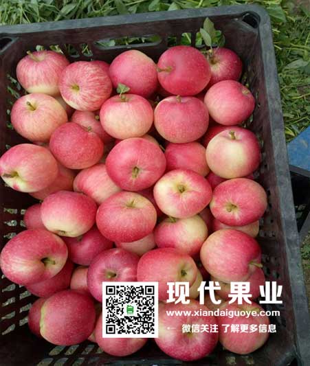  矮化苹果苗,脱毒苹果苗,苹果矮化品种,果园管理技术,苹果苗,樱桃苗