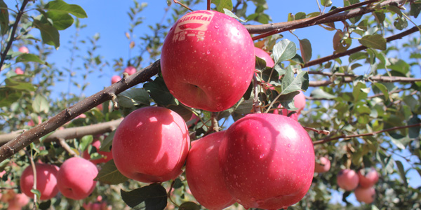 2018年苹果、桃、梨、大樱桃优质丰产病虫害防治历