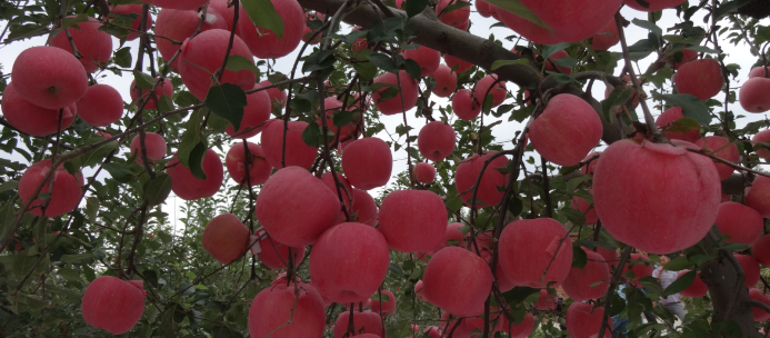 红色苹果品种促进果实着色的实用技术