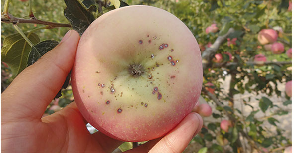 苹果苗,矮化苹果苗,脱毒苹果苗,苹果新品种,大樱桃品种,新品种苹果苗,甘肃苹果苗